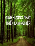 Định hướng phát triển lâm nghiệp