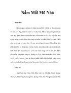 Nấm Mối Mũ Nhỏ