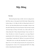 Mậy Bông