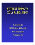 Kỹ thuật trồng và xử lí ra hoa nhãn