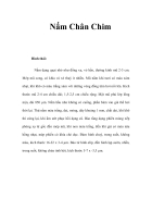 Nấm Chân Chim