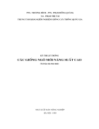 Kỹ thuật trồng các gióng ngô mới năng xuất cao