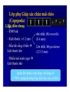 Lớp phụ Giáp xác chân mái chèo Copepoda