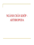 Ngành chân khớp arthropoda